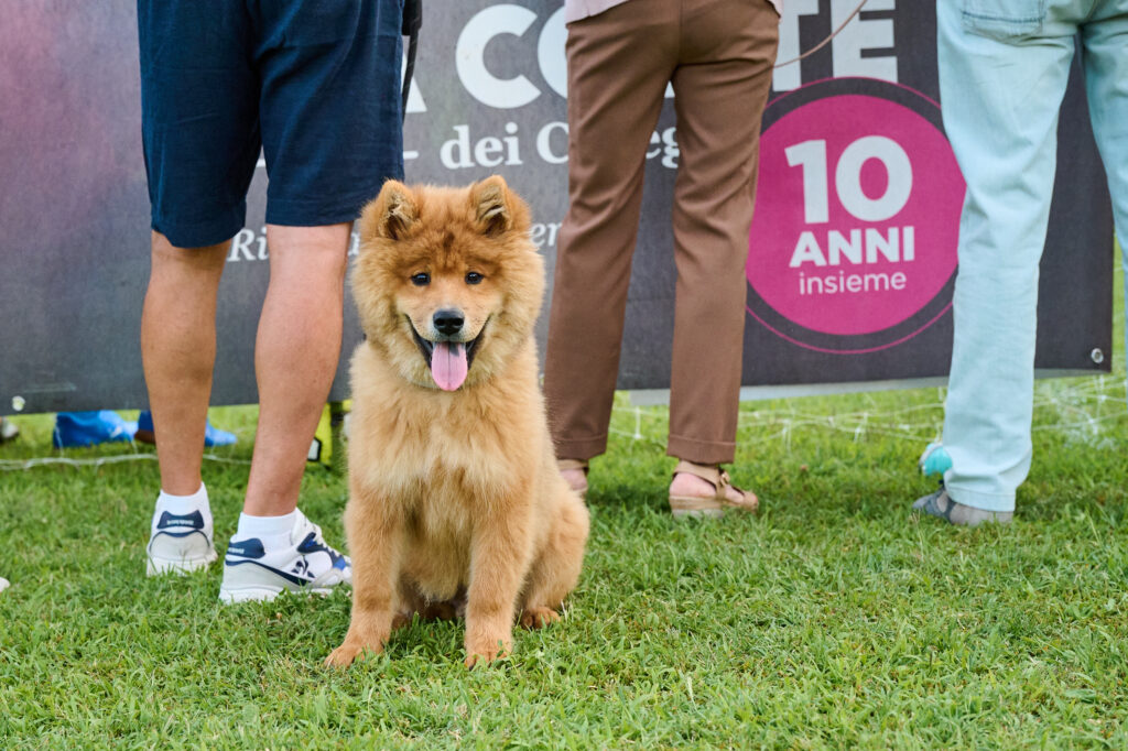 Un cane seduto sull’erba tra il pubblico a bordo campo durante la partita